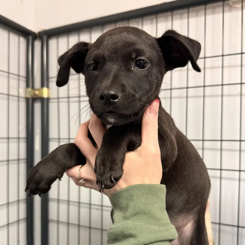 A baby medium-sized female Black Mixed Breed dog named Kessel for adoption in Columbia, SC