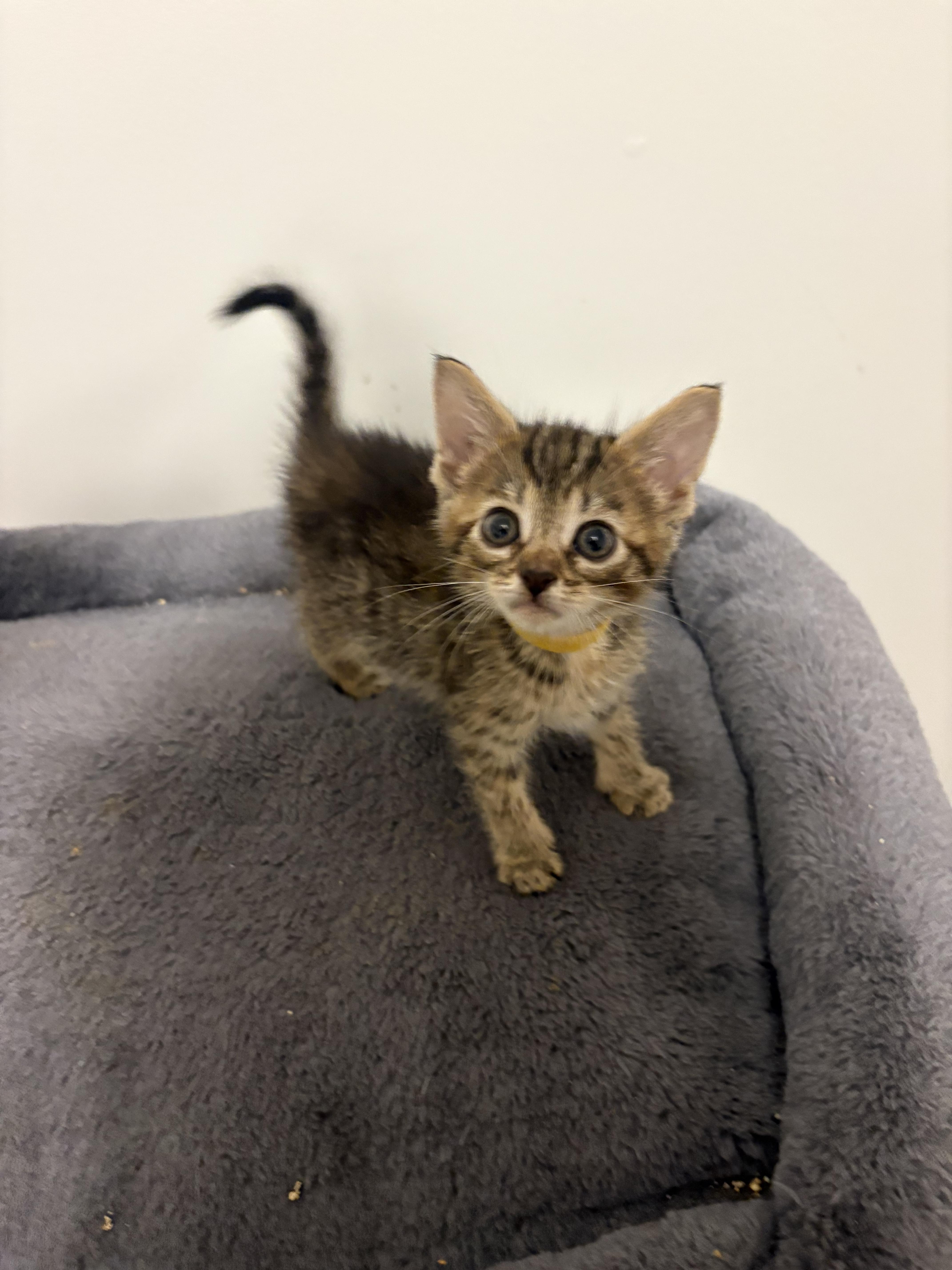 A baby medium-sized female Tabby (Brown / Chocolate) Domestic Short Hair cat named Dizzy for adoption in Bethel, OH