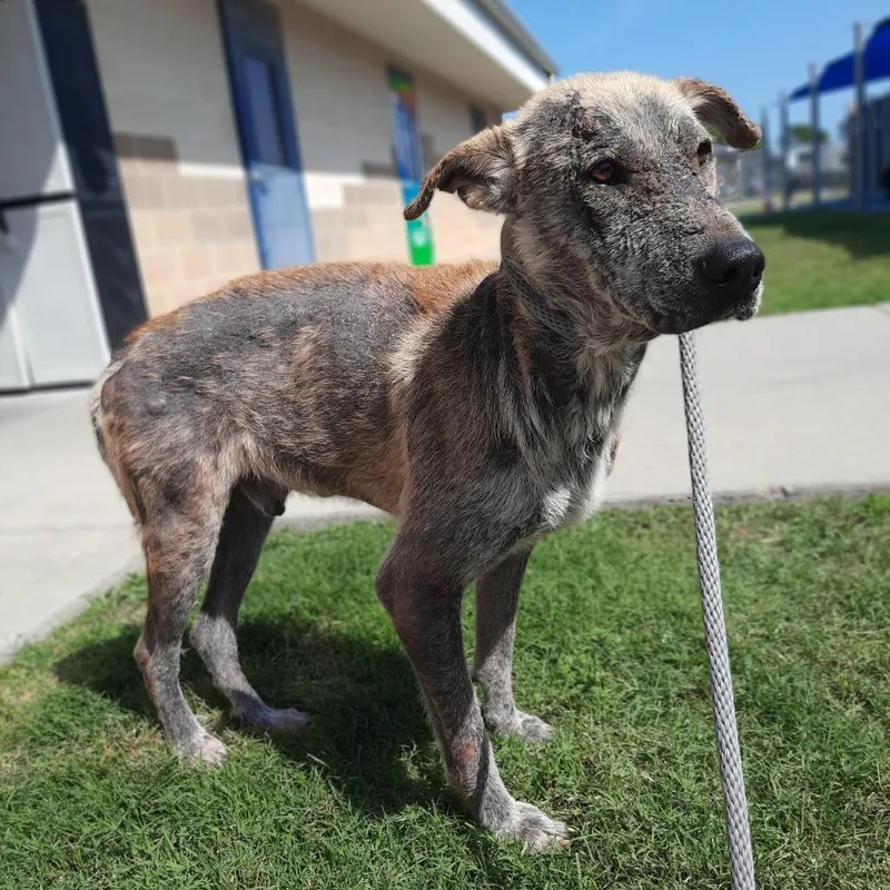 An adult medium-sized male Yellow / Tan / Blond / Fawn German Shepherd Dog dog named Tahoe for adoption in Corpus Christi, TX