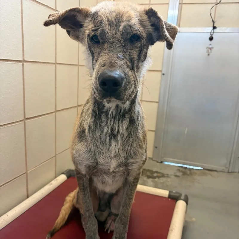 Tahoe thumbnail 4