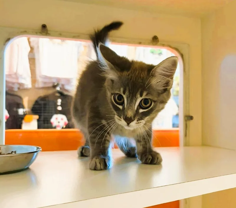A baby small-sized male Domestic Medium Hair cat named Pitter Pot for adoption in Sebastian, FL