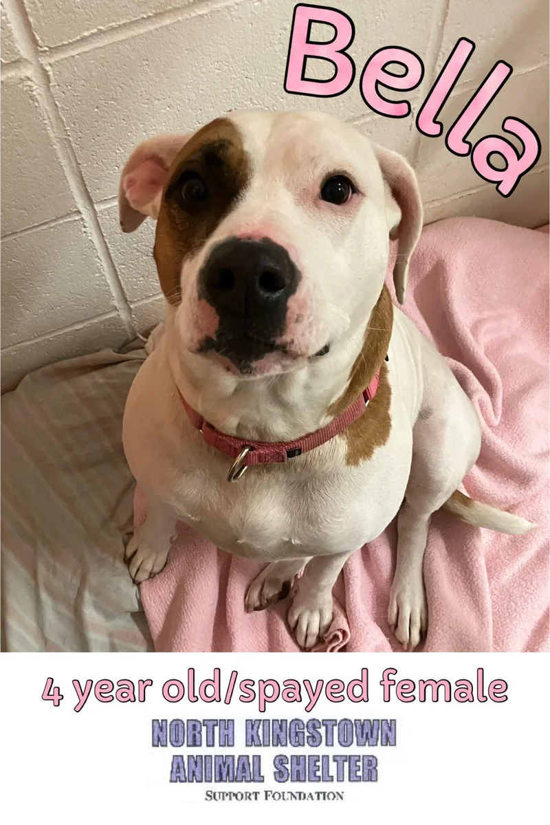 An adult medium-sized female Mixed Breed dog named Bella for adoption in North Kingstown, RI