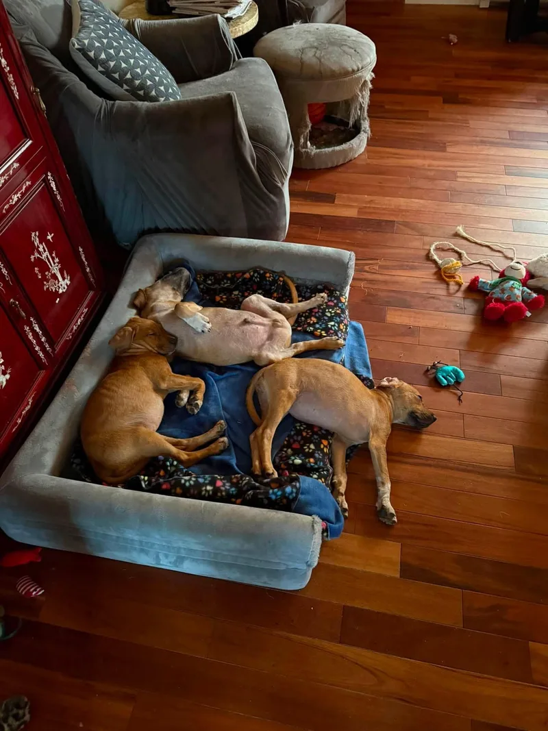 A baby medium-sized female Merle (Red) Hound dog named Zara for adoption in Farmingdale, NJ