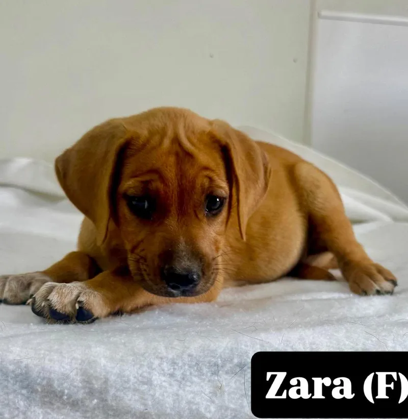 Zara thumbnail 2