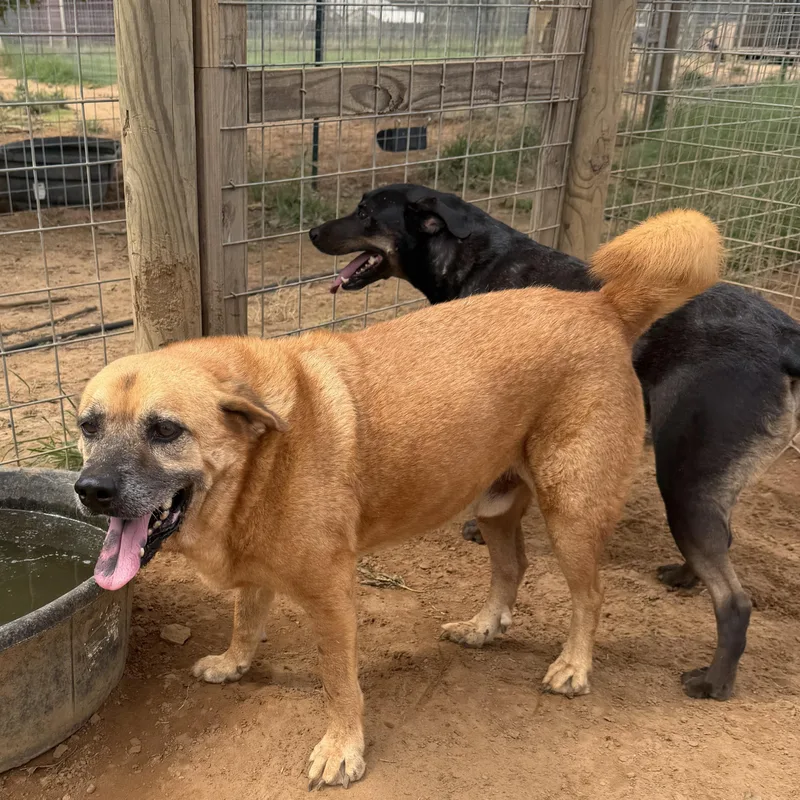 An adult medium-sized male Golden German Shepherd Dog dog named Champagne for adoption in Seguin, TX