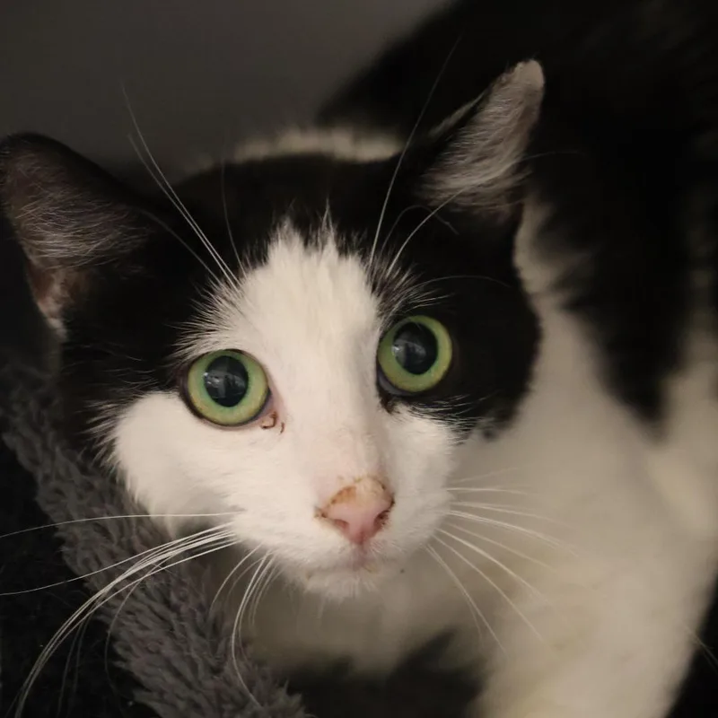 An adult medium-sized female Black Domestic Short Hair cat named Rosie for adoption in Briarcliff Manor, NY