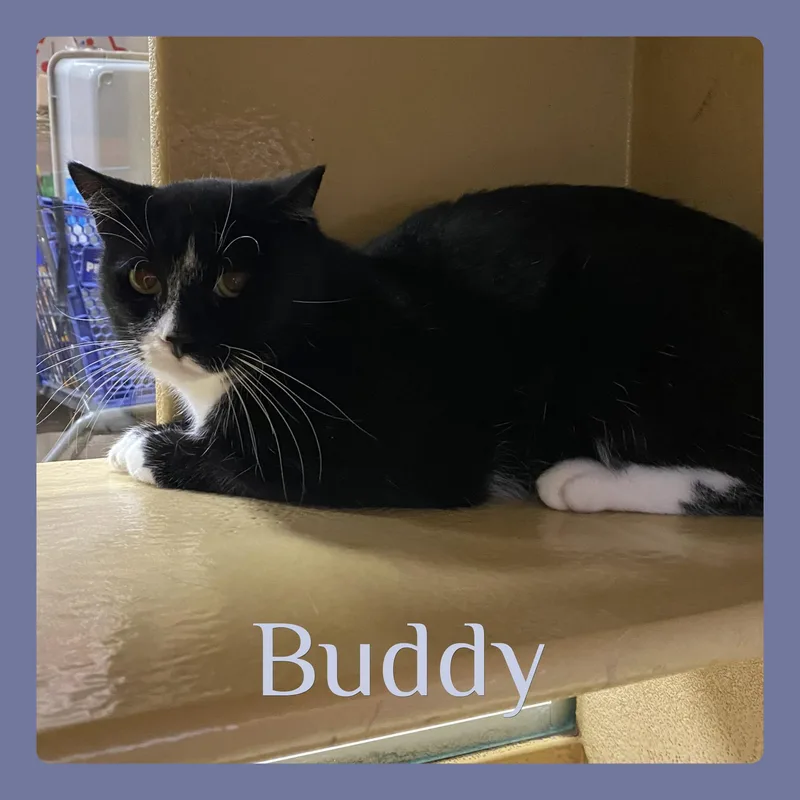 A young medium-sized male Black & White / Tuxedo Tuxedo cat named Buddy for adoption in Lawton, OK