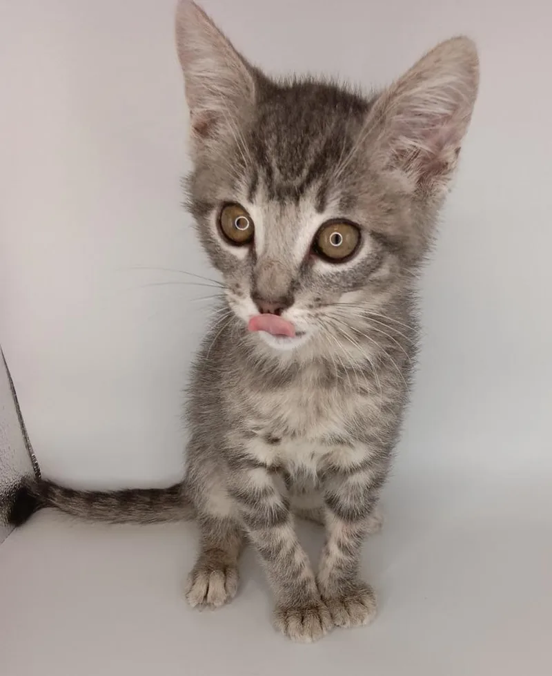 A baby small-sized male Domestic Short Hair cat named Jasper for adoption in San Jacinto, CA