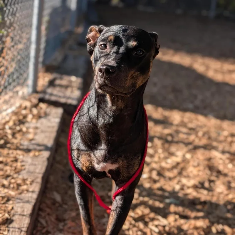 An adult medium-sized female Pit Bull Terrier dog named Nyx for adoption in Tacoma, WA