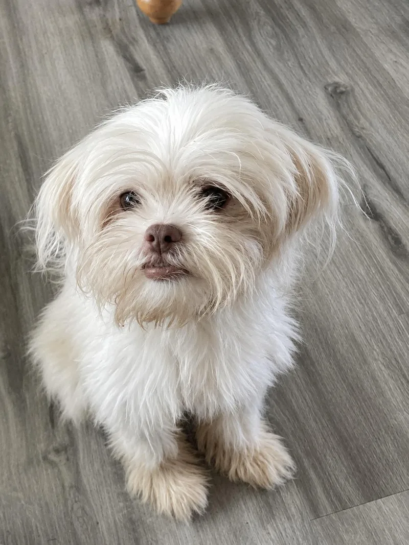 A young small-sized female Shih Tzu dog named Betty for adoption in Douglas, GA
