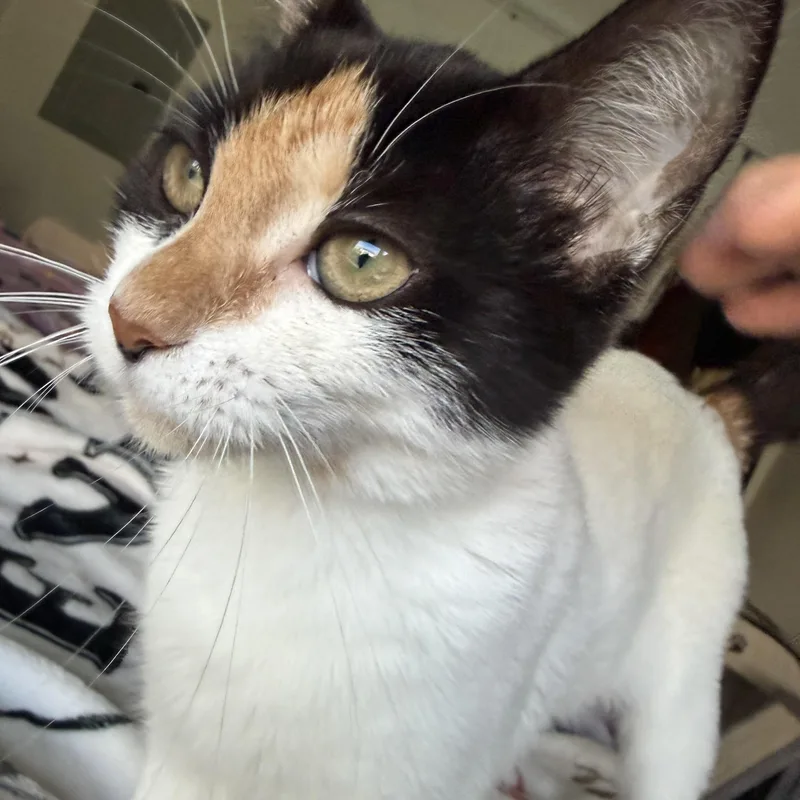 A baby small-sized female Domestic Short Hair cat named Tinker Bell for adoption in North Myrtle Beach, SC
