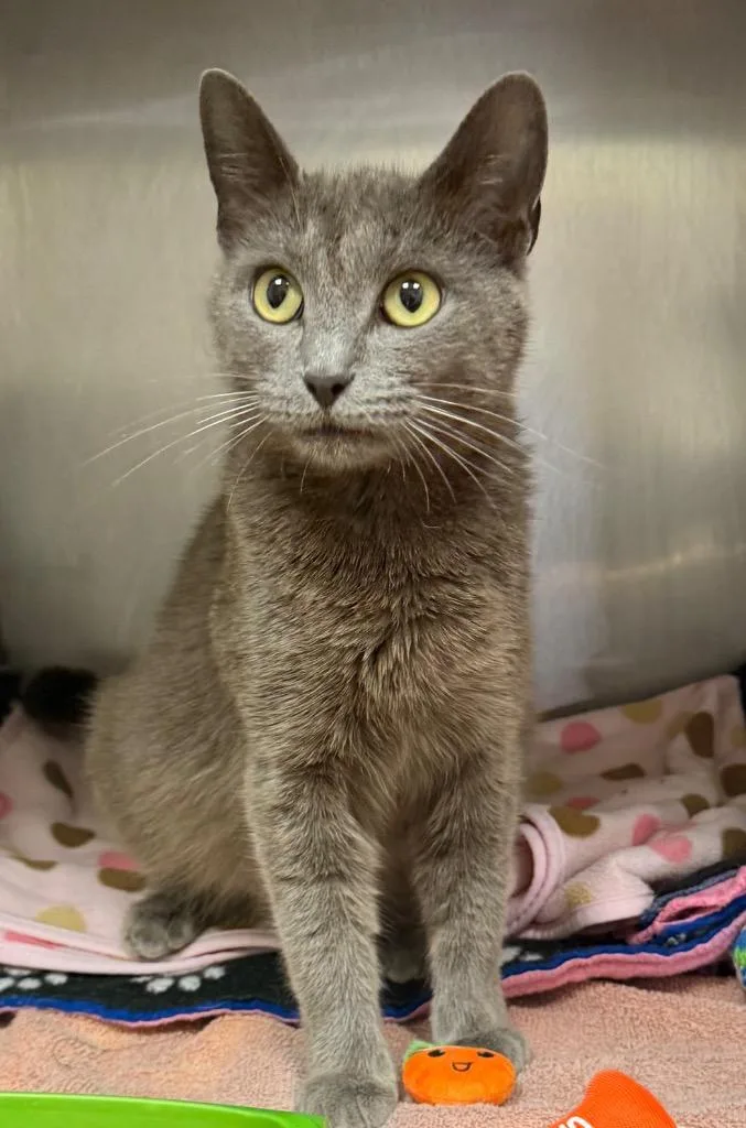 A young medium-sized female Domestic Short Hair cat named Krystal for adoption in Defiance, OH