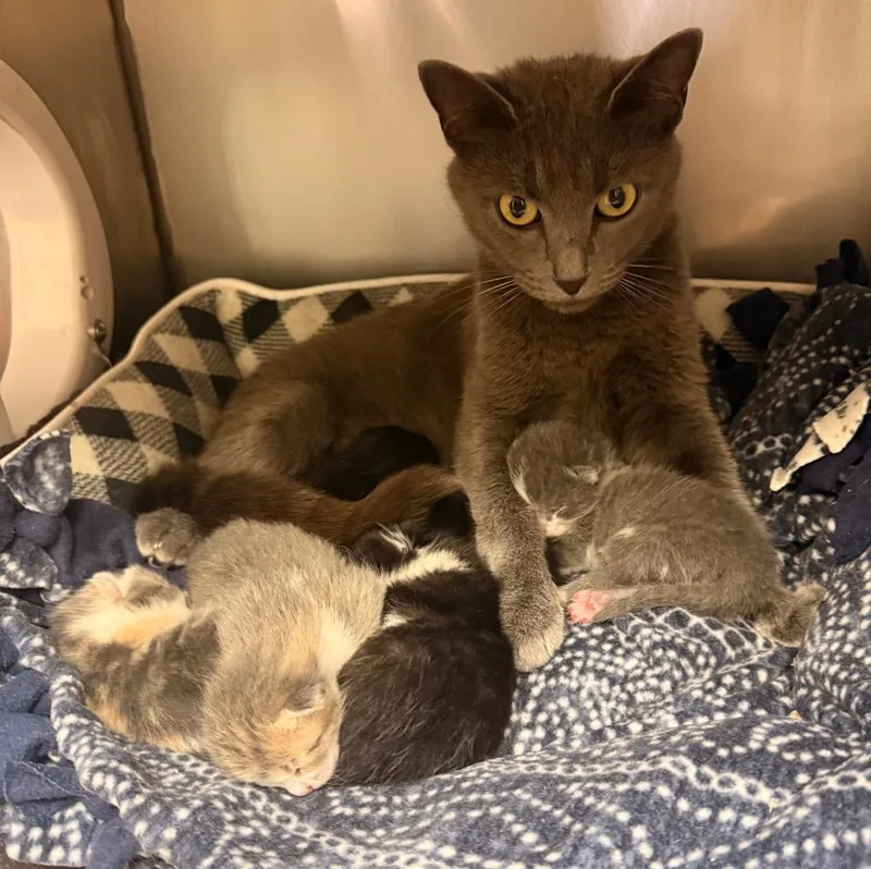 Krystal thumbnail 3