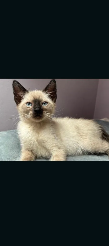 A baby small-sized female Siamese cat named Miso for adoption in Hagaman, NY