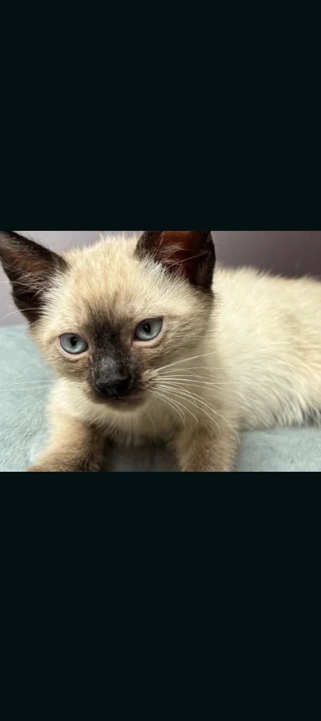 Miso thumbnail 2