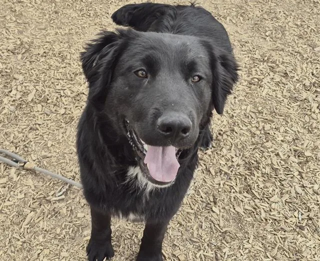 A young medium-sized male Newfoundland Dog dog named Pike for adoption in Albuquerque, NM