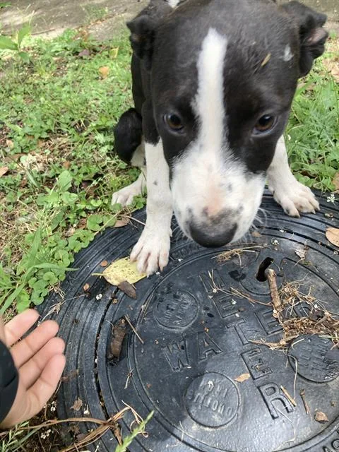 A baby large-sized female Mixed Breed dog named Sandy for adoption in Dallas, TX