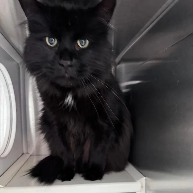 A senior extra large-sized male Black Maine Coon cat named Ollie for adoption in Denver, CO