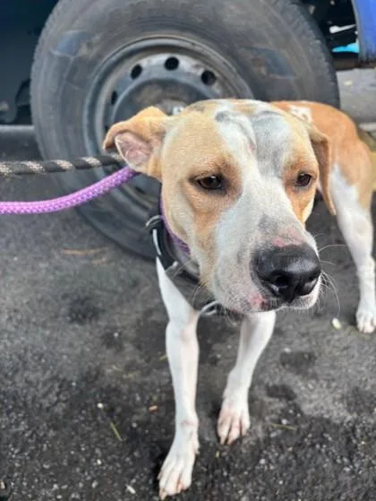 An adult medium-sized male Terrier dog named Snape for adoption in Honolulu, HI