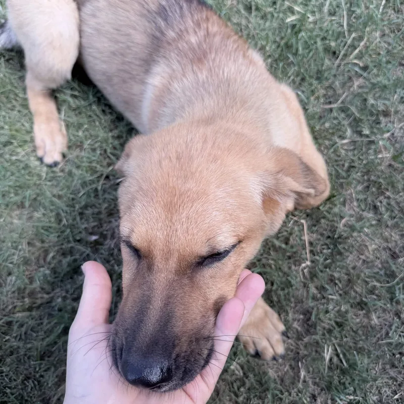 A young medium-sized female Apricot / Beige German Shepherd Dog dog named Plum for adoption in Austin, TX