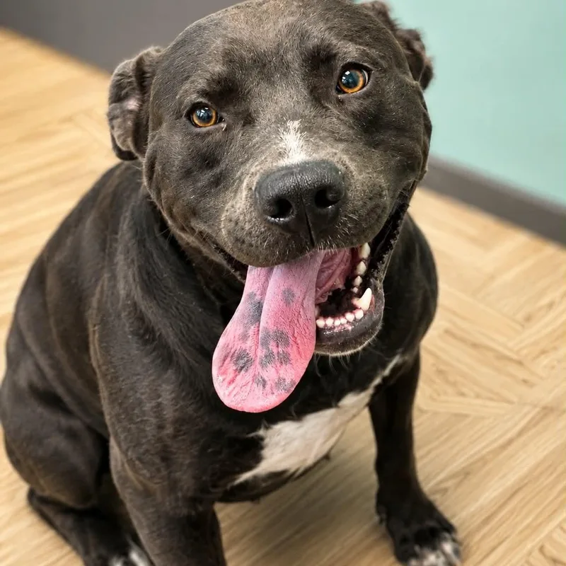 A young medium-sized male Black Labrador Retriever dog named Midnight for adoption in Manchester, TN