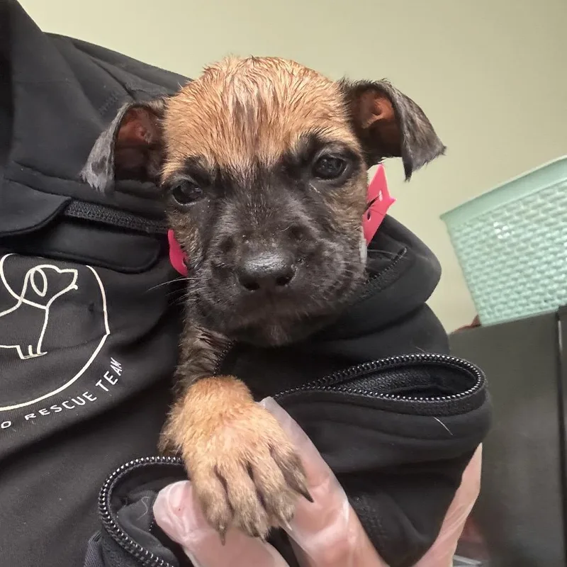 A baby medium-sized female Brown / Chocolate Boerboel dog named 78 for adoption in Springboro, OH