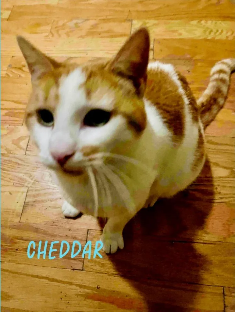 Cheddar