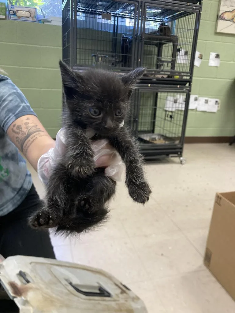A baby medium-sized female Domestic Short Hair cat named Pottage for adoption in Burnsville, NC