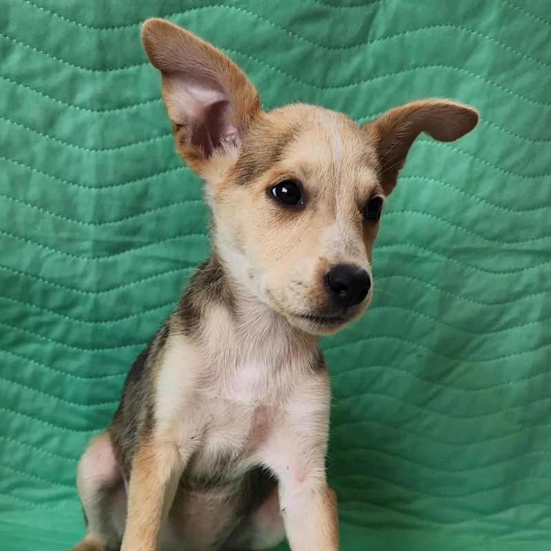 A baby medium-sized female Apricot / Beige Shepherd dog named Cleopatra for adoption in SAN ANGELO, TX