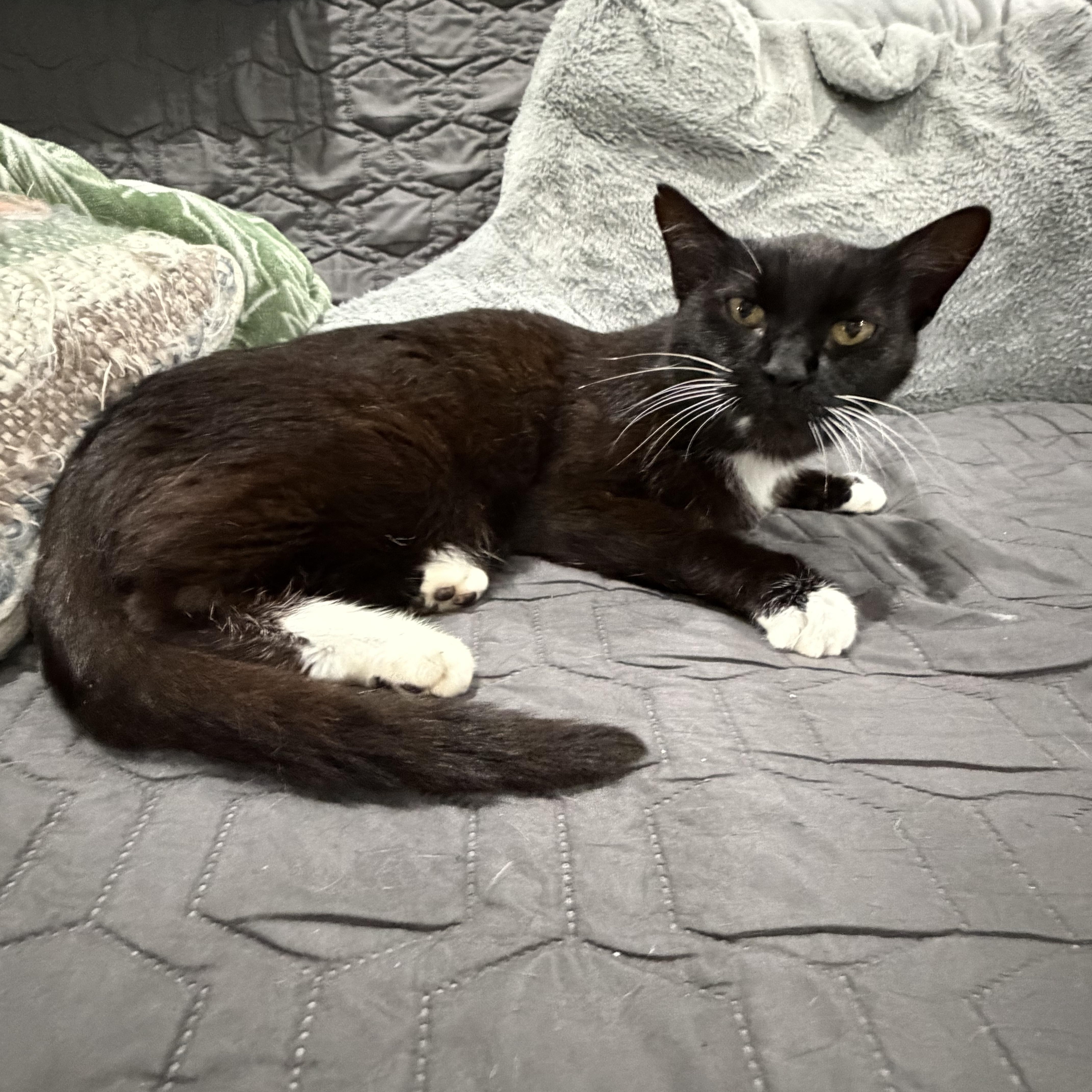 An adult medium-sized female Black & White / Tuxedo Tuxedo cat named Cora for adoption in CANONSBURG, PA