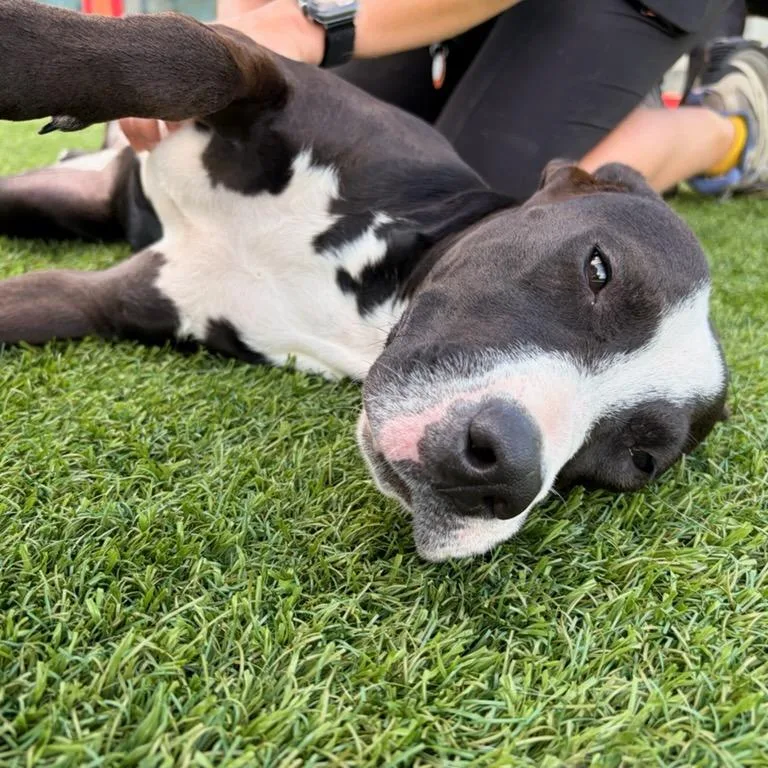 A young medium-sized female Black Pit Bull Terrier dog named Dolly for adoption in Evansville, IN