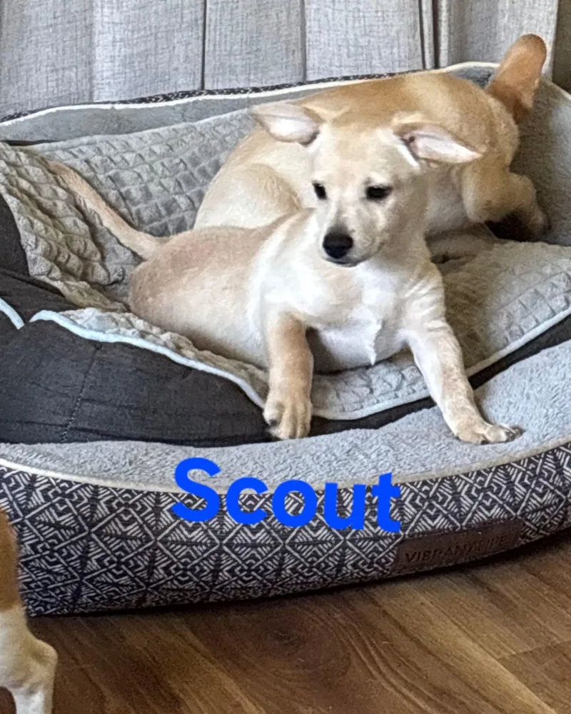 Scout