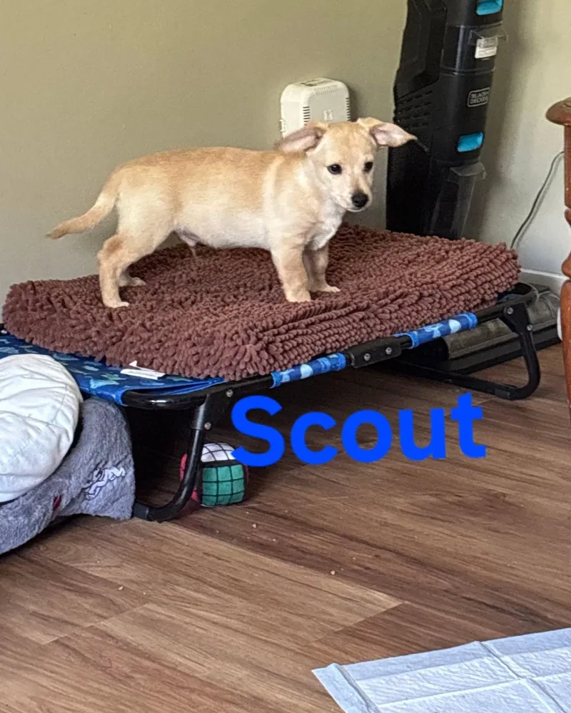 Scout thumbnail 2