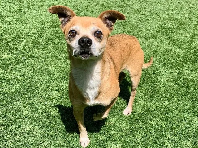 An adult small-sized male Yellow / Tan / Blond / Fawn Chihuahua dog named Save Me Please! Giseppe for adoption in San Marcos, CA