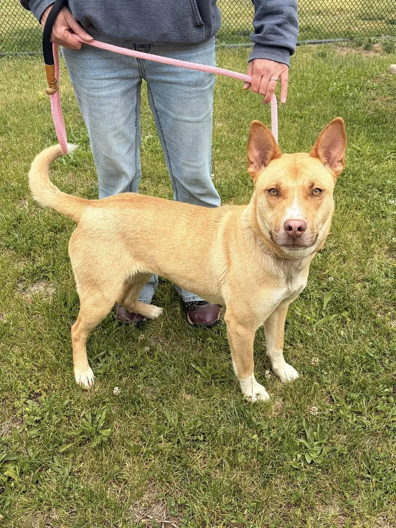 An adult medium-sized female Yellow / Tan / Blond / Fawn Shepherd dog named Tickle for adoption in Winchester, VA
