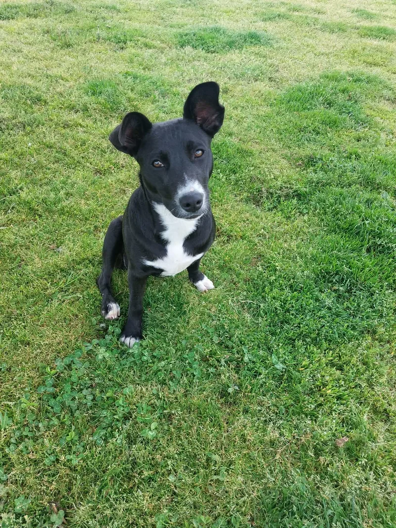 A baby small-sized female Black Border Collie dog named Kari for adoption in Coldwater, MI