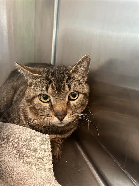 A young small-sized male Domestic Short Hair cat named Sailboat for adoption in Centerville, MA