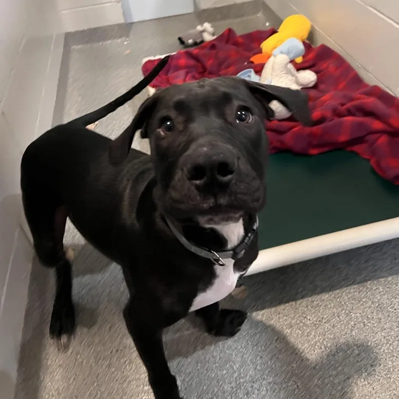 A baby medium-sized male Black Mixed Breed dog named Madix for adoption in Kennebunk, ME