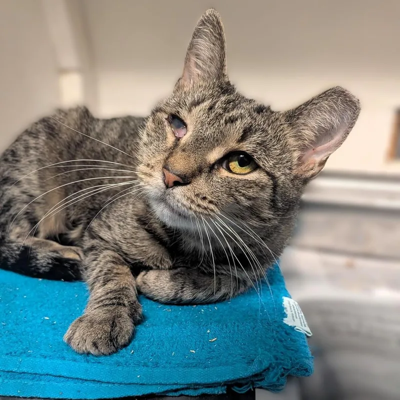 An adult medium-sized female Tabby cat named Apple for adoption in Montclair, NJ