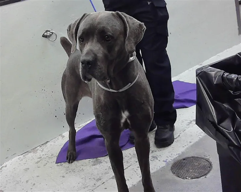An adult extra large-sized female Cane Corso dog named Zen for adoption in Houston, TX
