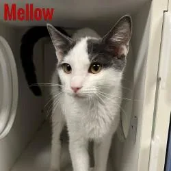 Mellow