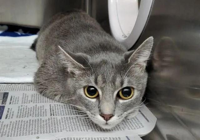 A young medium-sized female Domestic Short Hair cat named Girly Girl for adoption in Aurora, IL