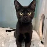 Obsidian