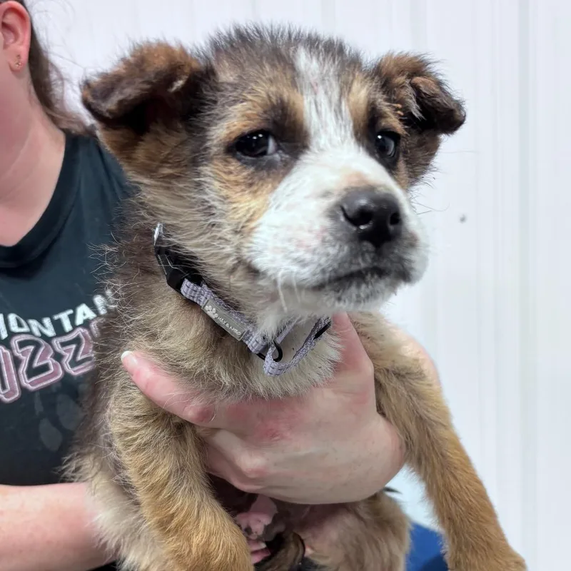 A baby small-sized female Brown / Chocolate Mixed Breed dog named Samba for adoption in Bismarck, ND