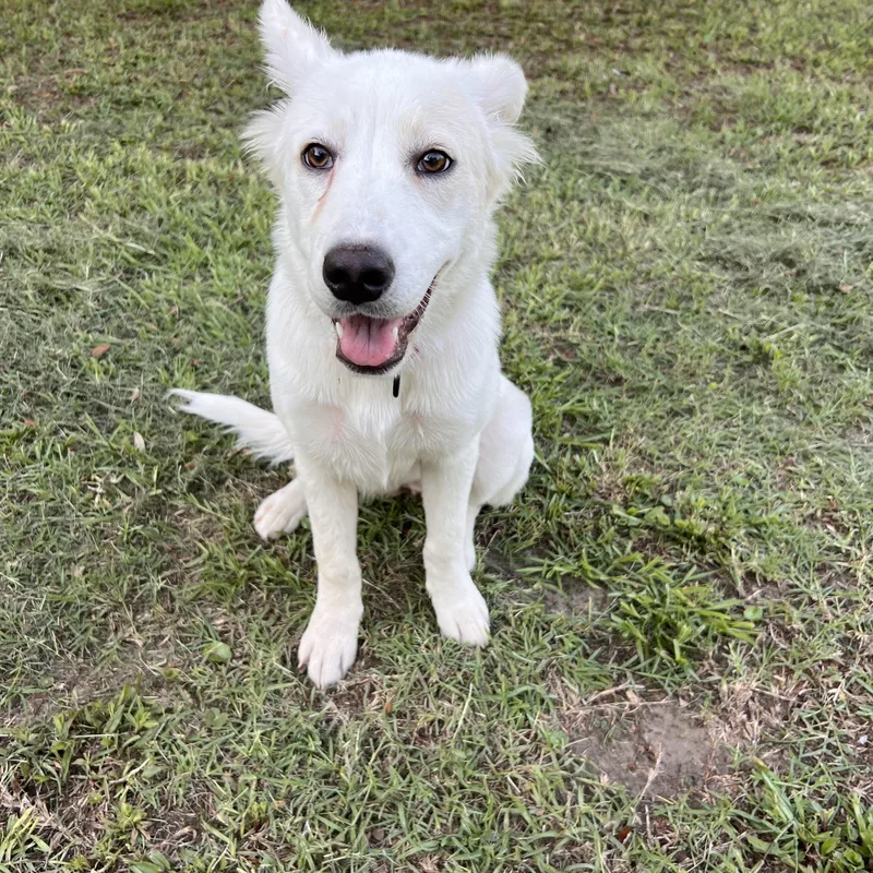 A young medium-sized female Mixed Breed dog named Storm for adoption in MYRTLE BEACH, SC