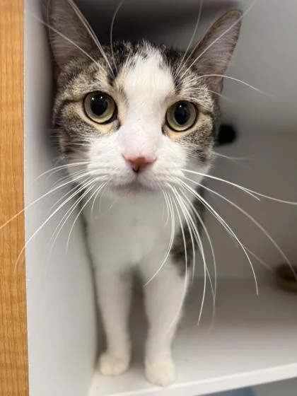 An adult medium-sized male Domestic Short Hair cat named Andre for adoption in West Chester, PA