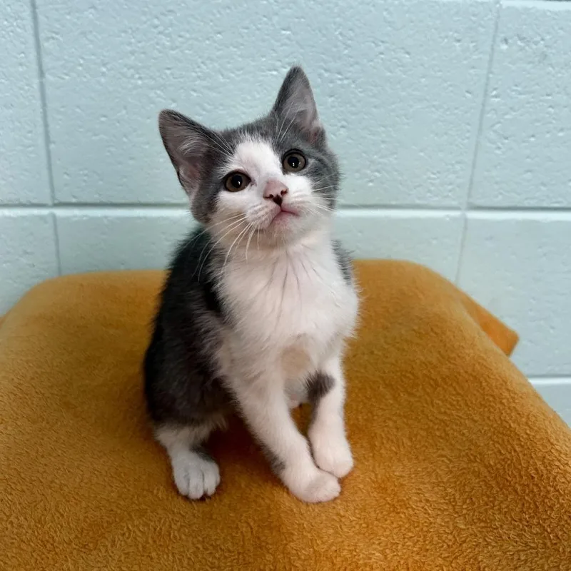 A baby small-sized female Gray / Blue / Silver Domestic Short Hair cat named Mae for adoption in Spruce Pine, NC