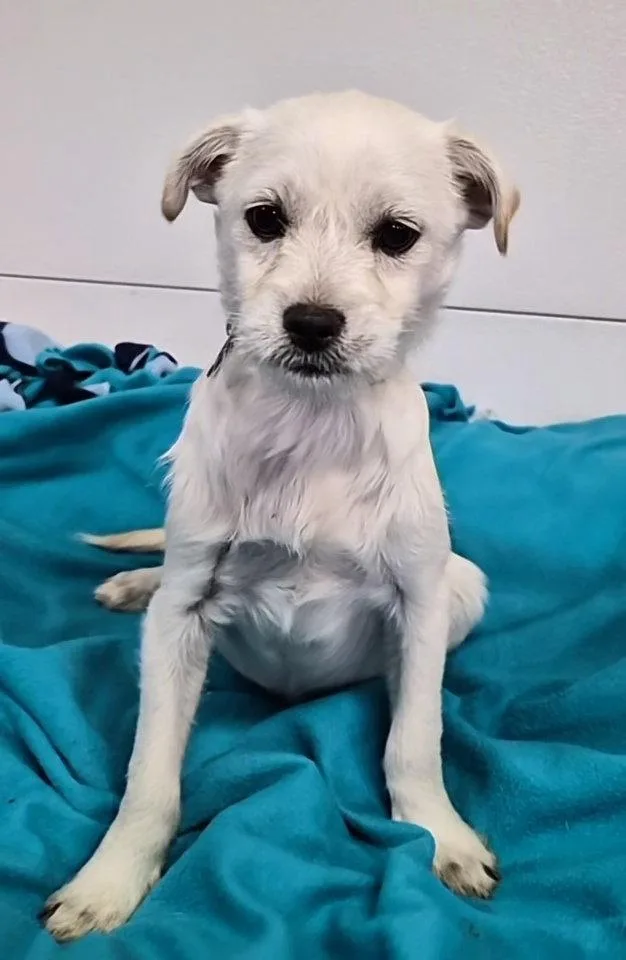 A baby medium-sized male Terrier dog named Brandon for adoption in Hillside, IL