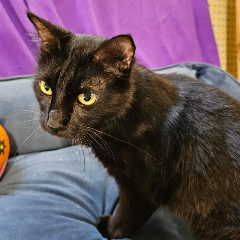 A young extra large-sized female Black Domestic Medium Hair cat named Esperanza for adoption in Hattiesburg, MS