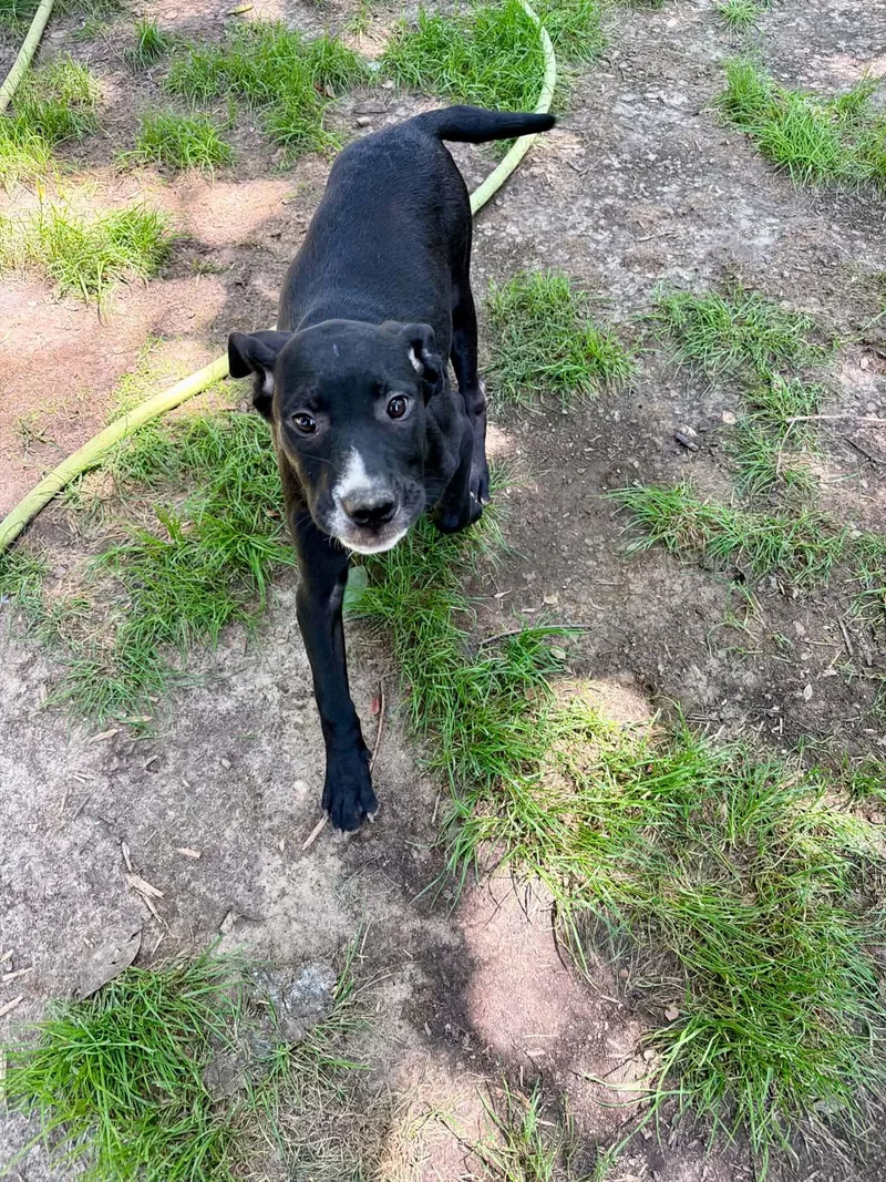 A baby medium-sized male Mixed Breed dog named Jesse for adoption in Northwood, NH